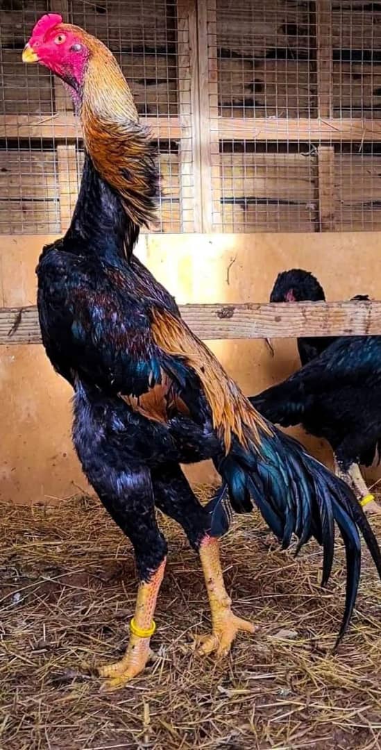 kuku aina ya kuchi na sifa zake